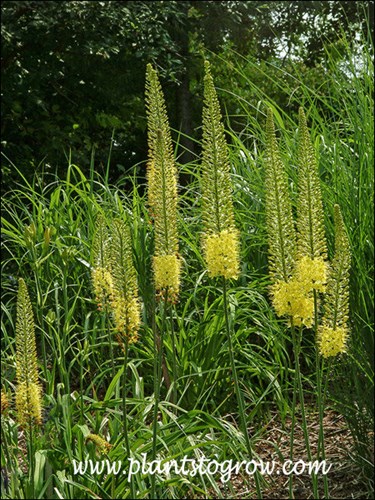 The plant blooms from the bottom to the top of the inflorescence.  This is early in the blooming period. Growing among Daylily which will be a good cover for when the Eremurus dies back.